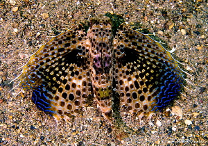 Yes...this really is a fish!  Flying Gurnard in Anilao. by Norm Vexler 